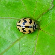 Image of Six-spotted Zigzag Ladybird