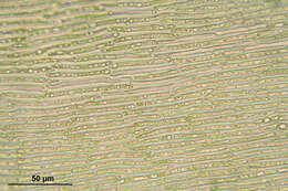 صورة Campylium stellatum