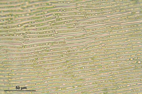 Imagem de Campylium stellatum