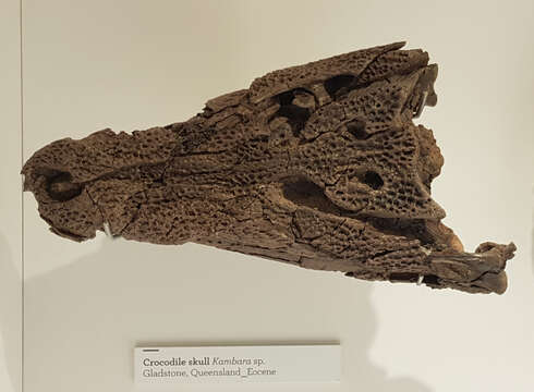 Image of Crocodyliformes