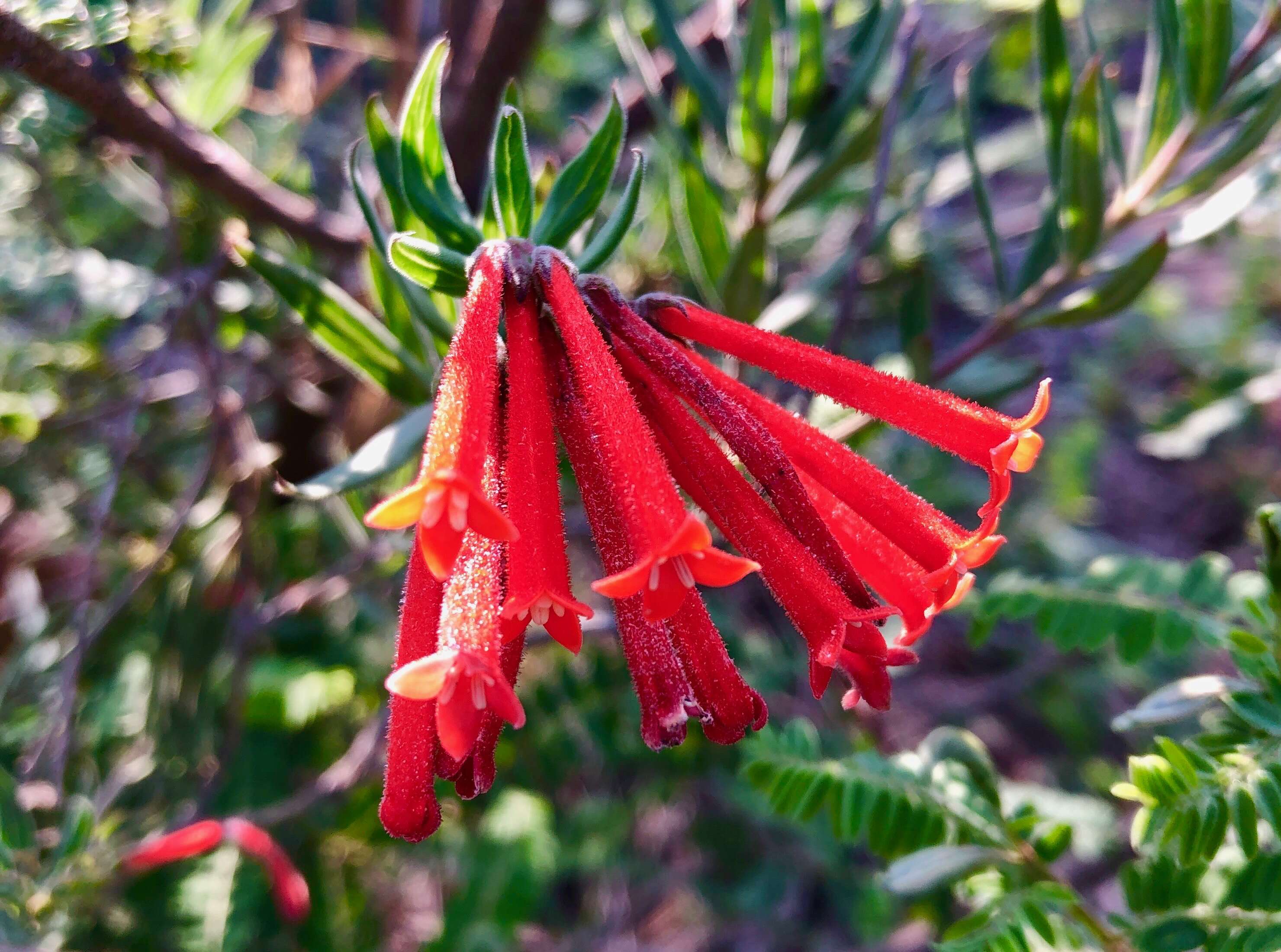 Plancia ëd Bouvardia ternifolia (Cav.) Schltdl.