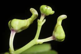 Image of Vanda flabellata (Rolfe ex Downie) Christenson