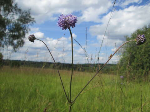 Image of Devil’s Bit Scabious