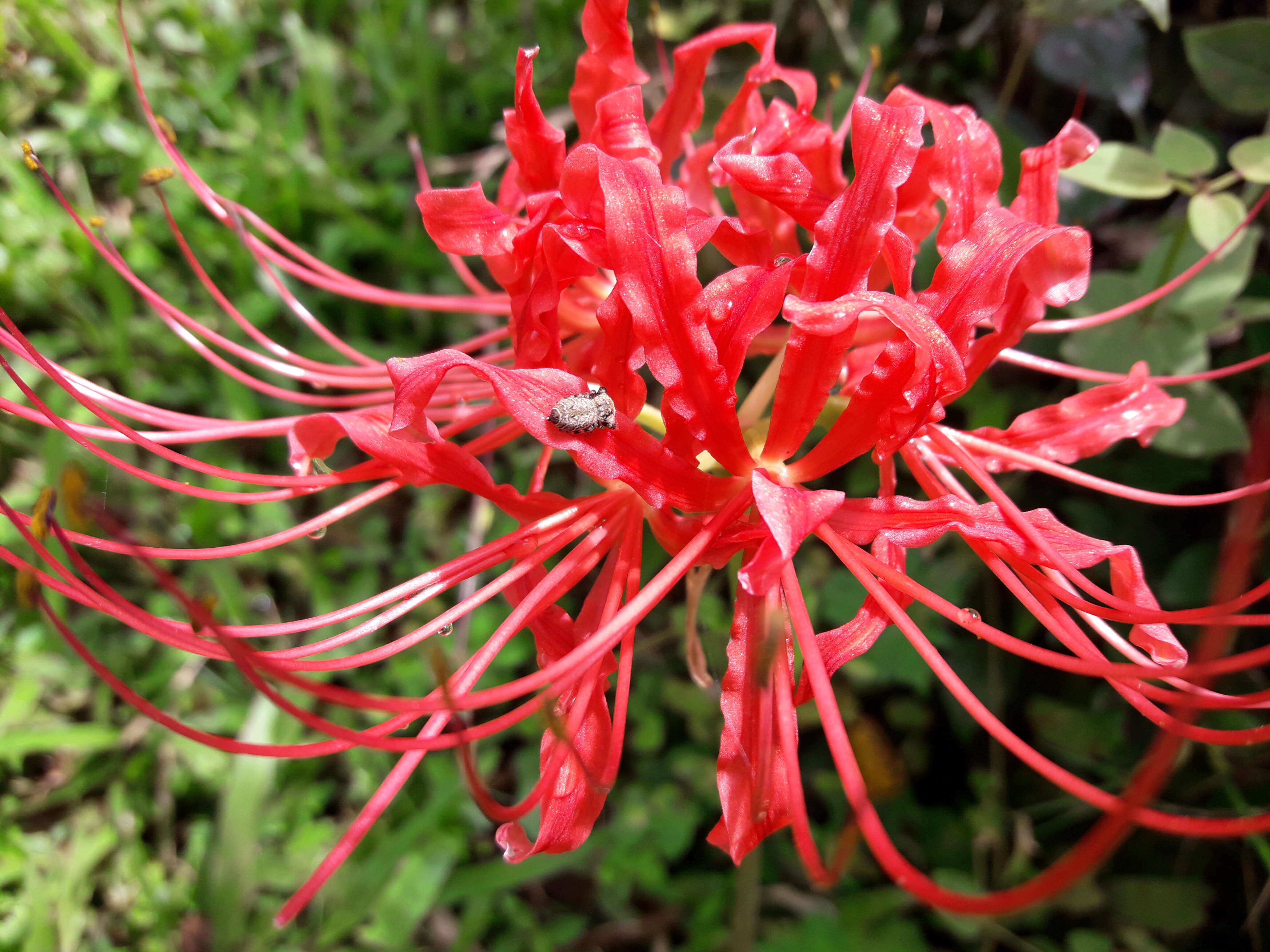 Image of red spider lily