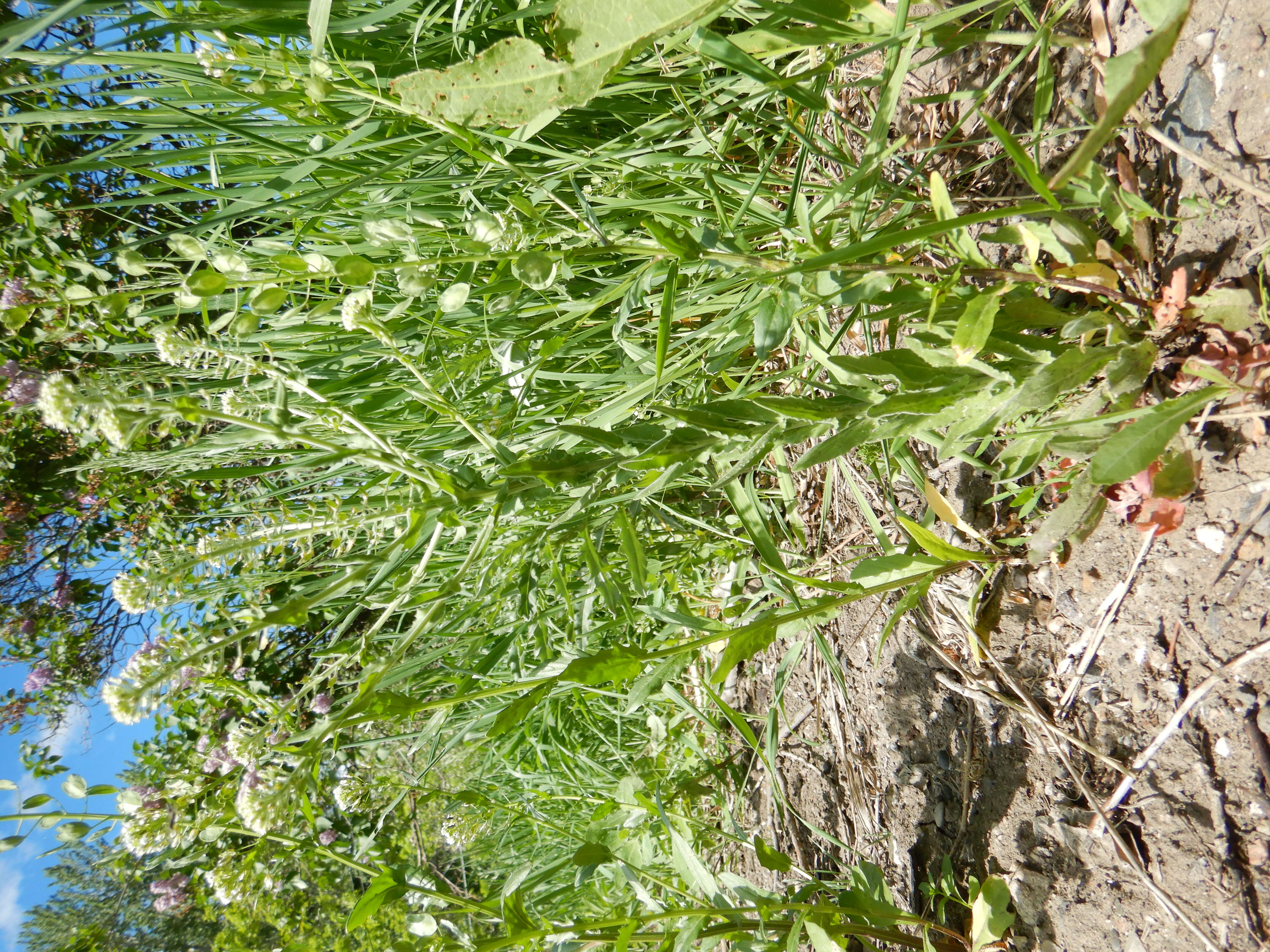 Image of field pepperweed