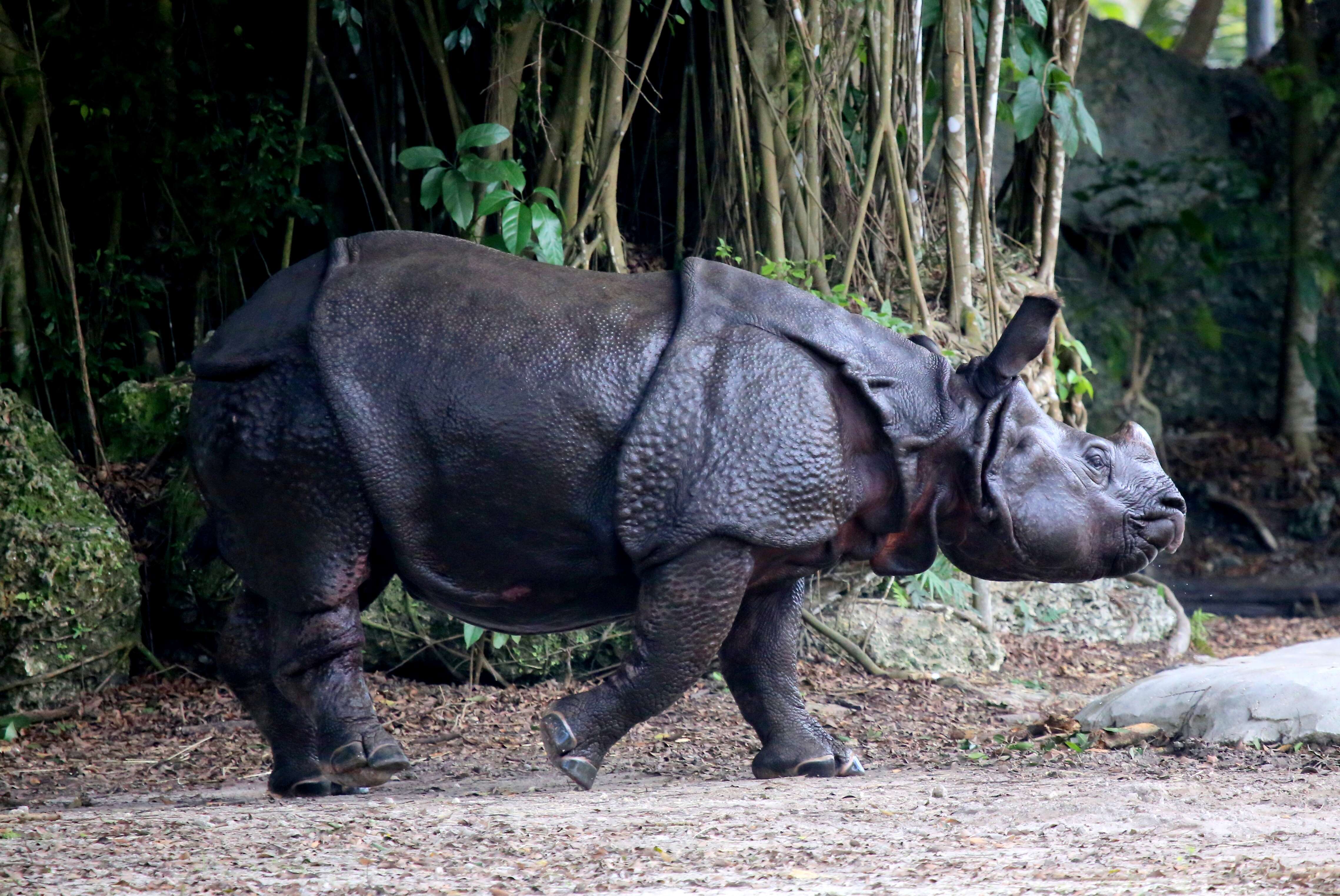 Image of Indian Rhinoceros