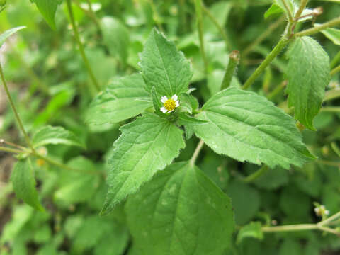 Image of shaggy soldier