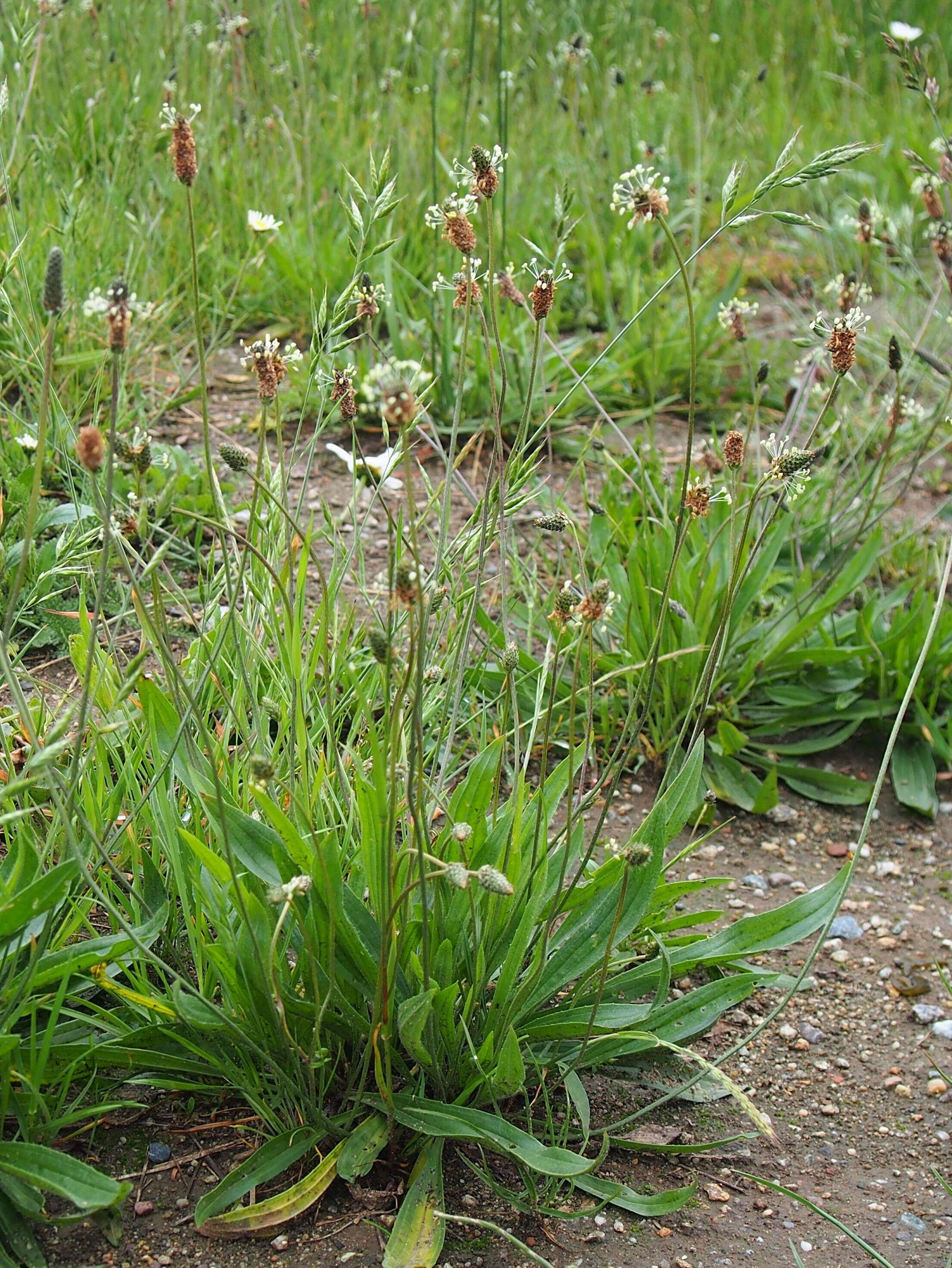 Image of Ribwort Plantain