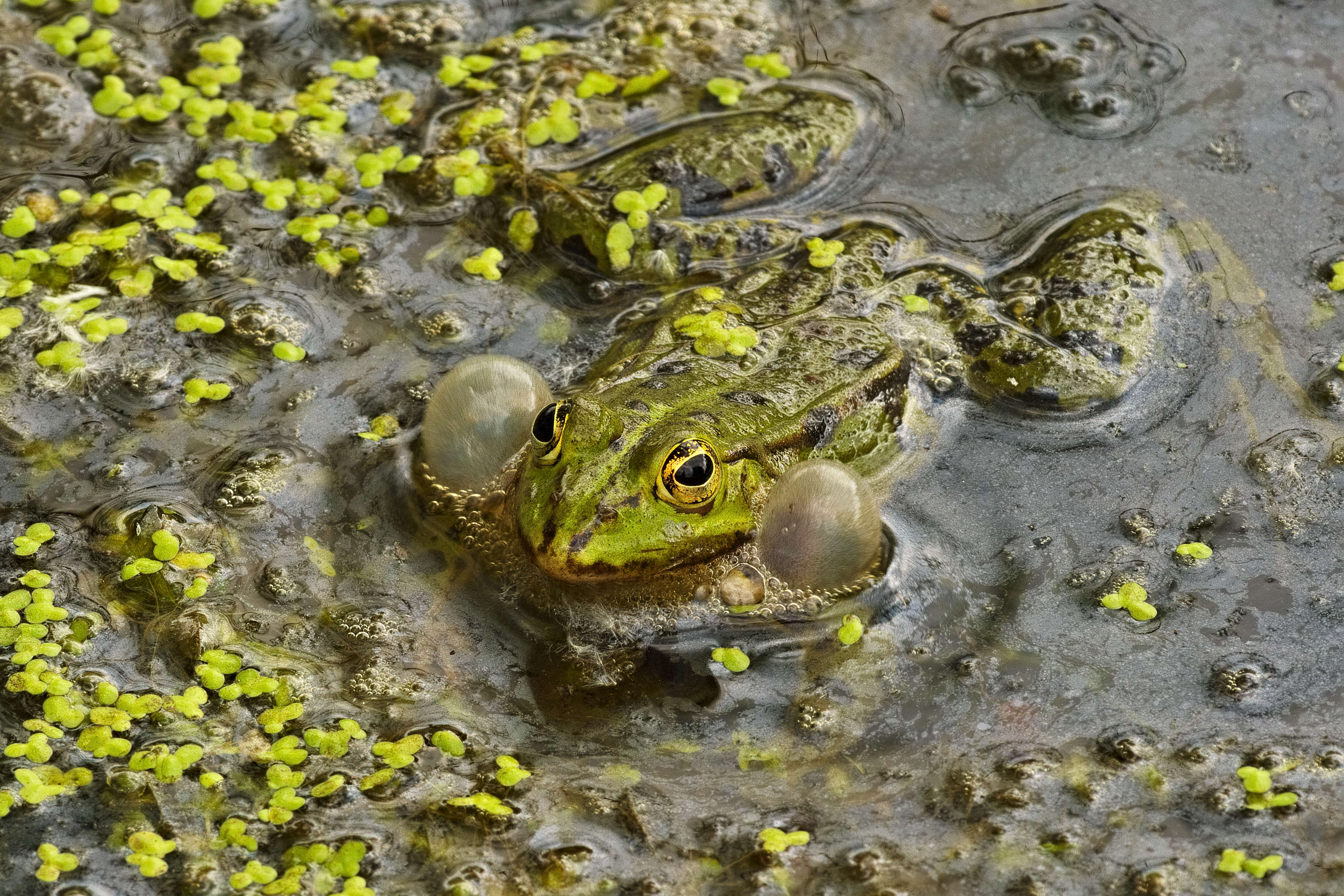 Image of Pelophylax esculentus