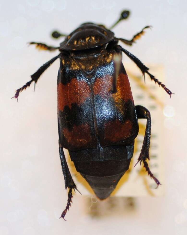 Image of Boreal Carrion Beetle