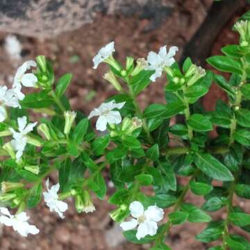 Слика од Cuphea hyssopifolia Kunth