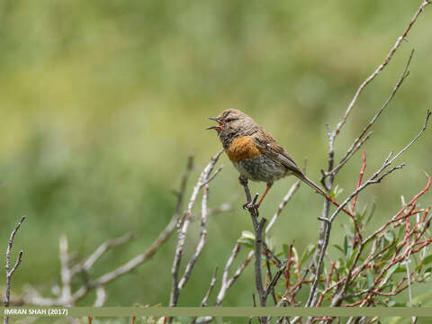 Imagem de Prunella rubeculoides (Moore & F 1854)