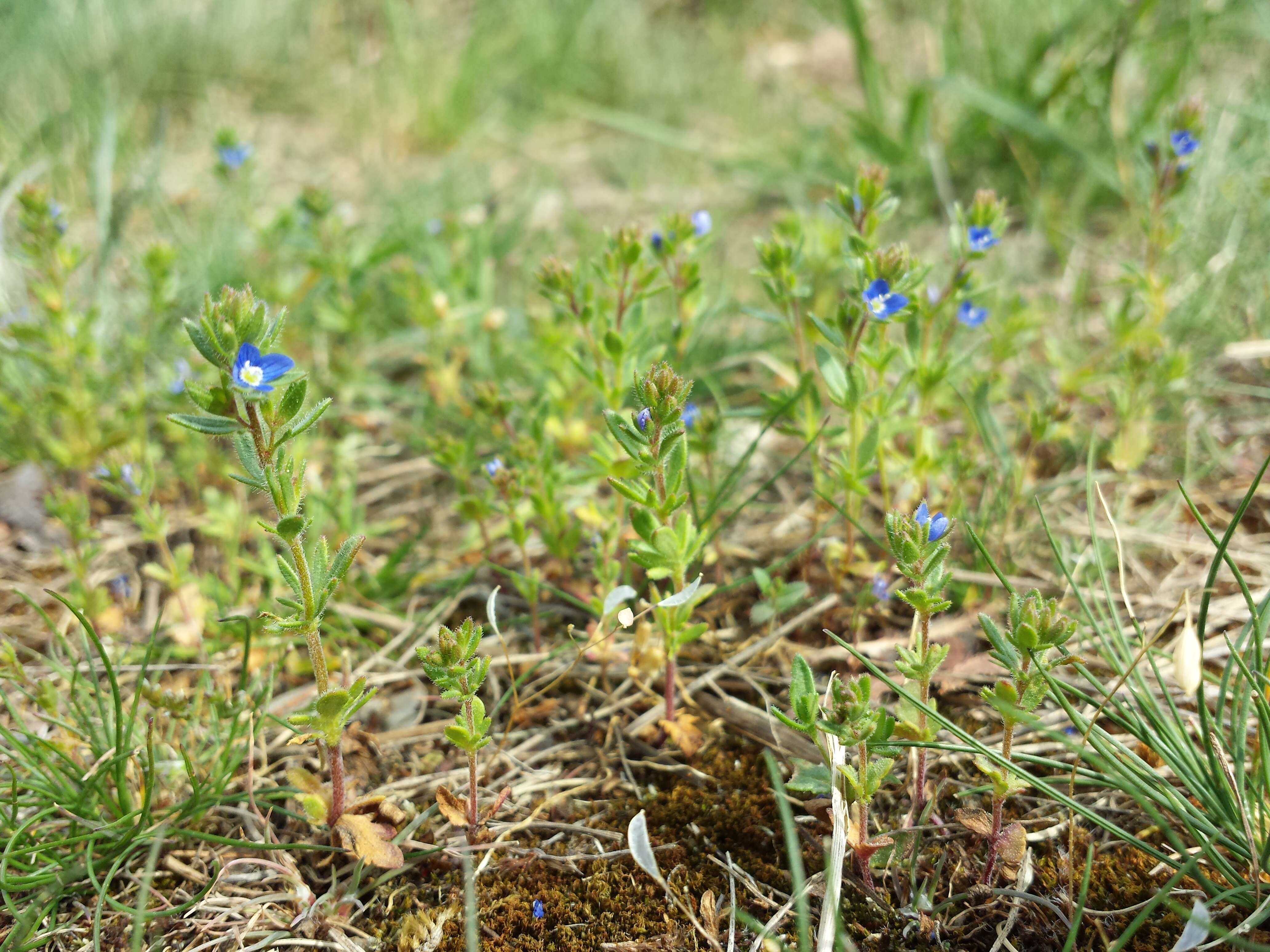 Image of Dillenius' speedwell