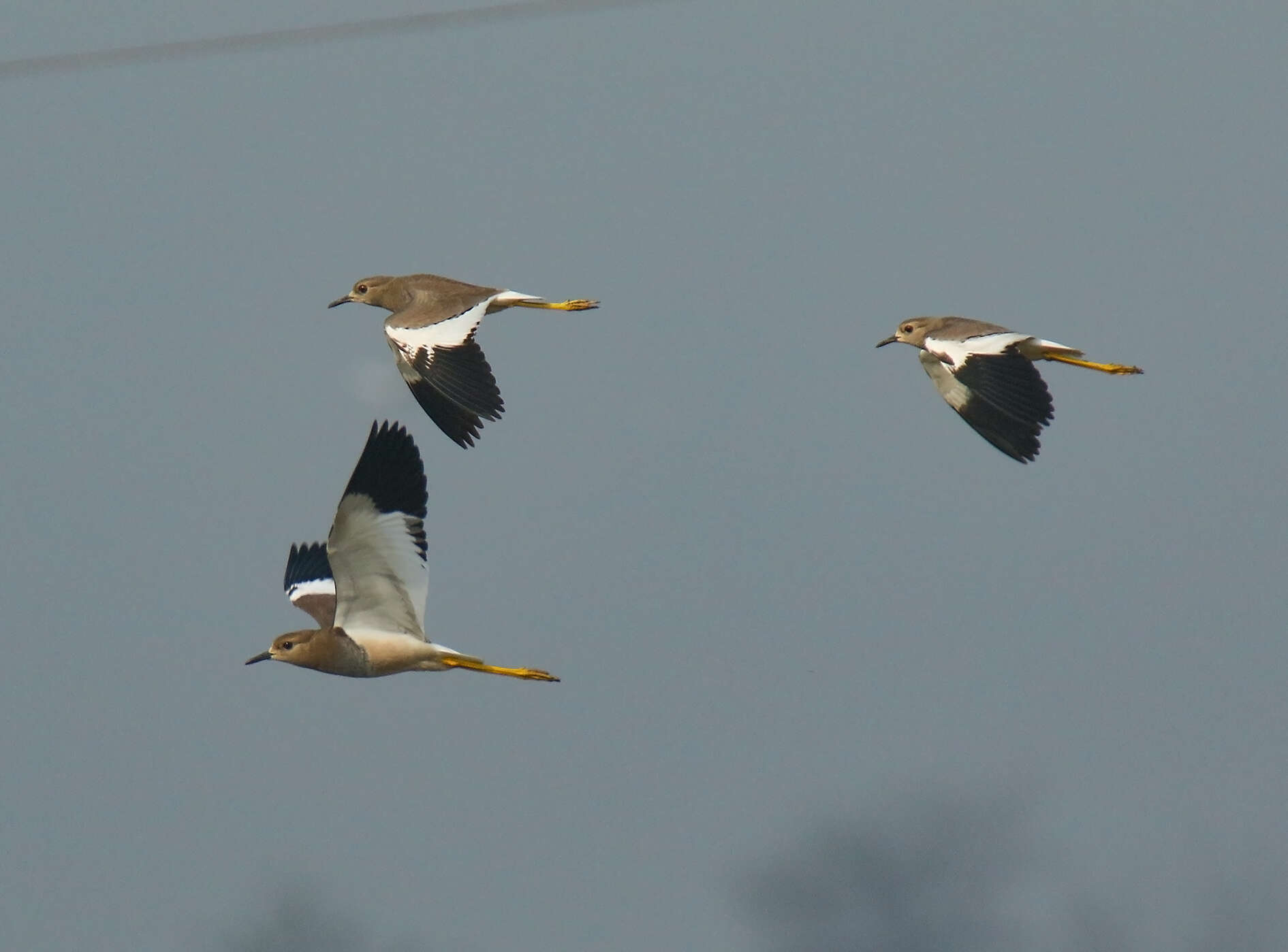 Image of White-tailed Lapwing