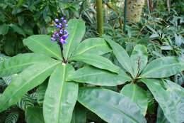 Image of Blue ginger