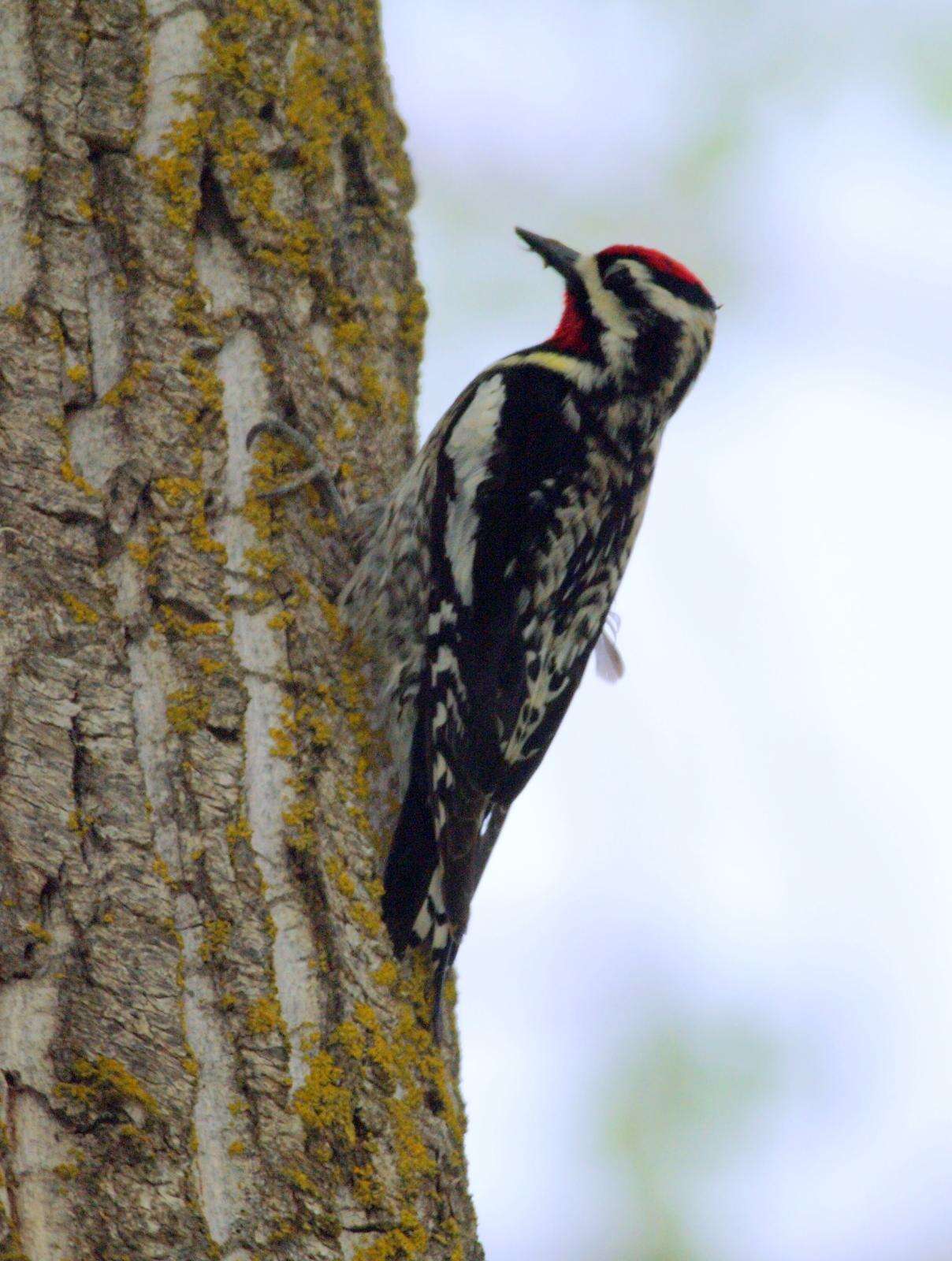 Image of Sapsucker