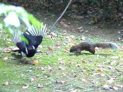 Image of Oriental Magpie