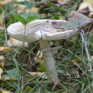 Image of Death cap