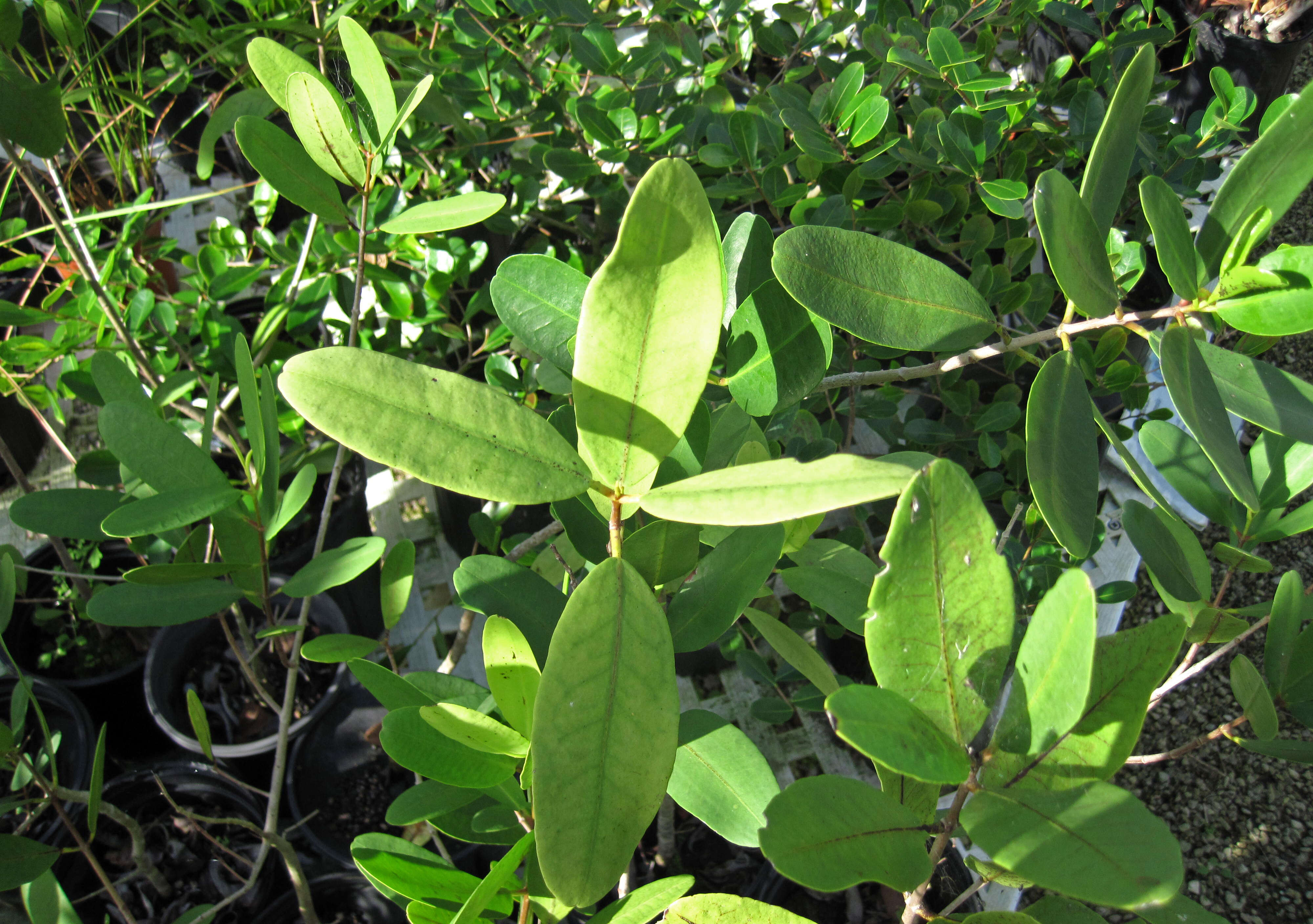 Image of White Mangroves