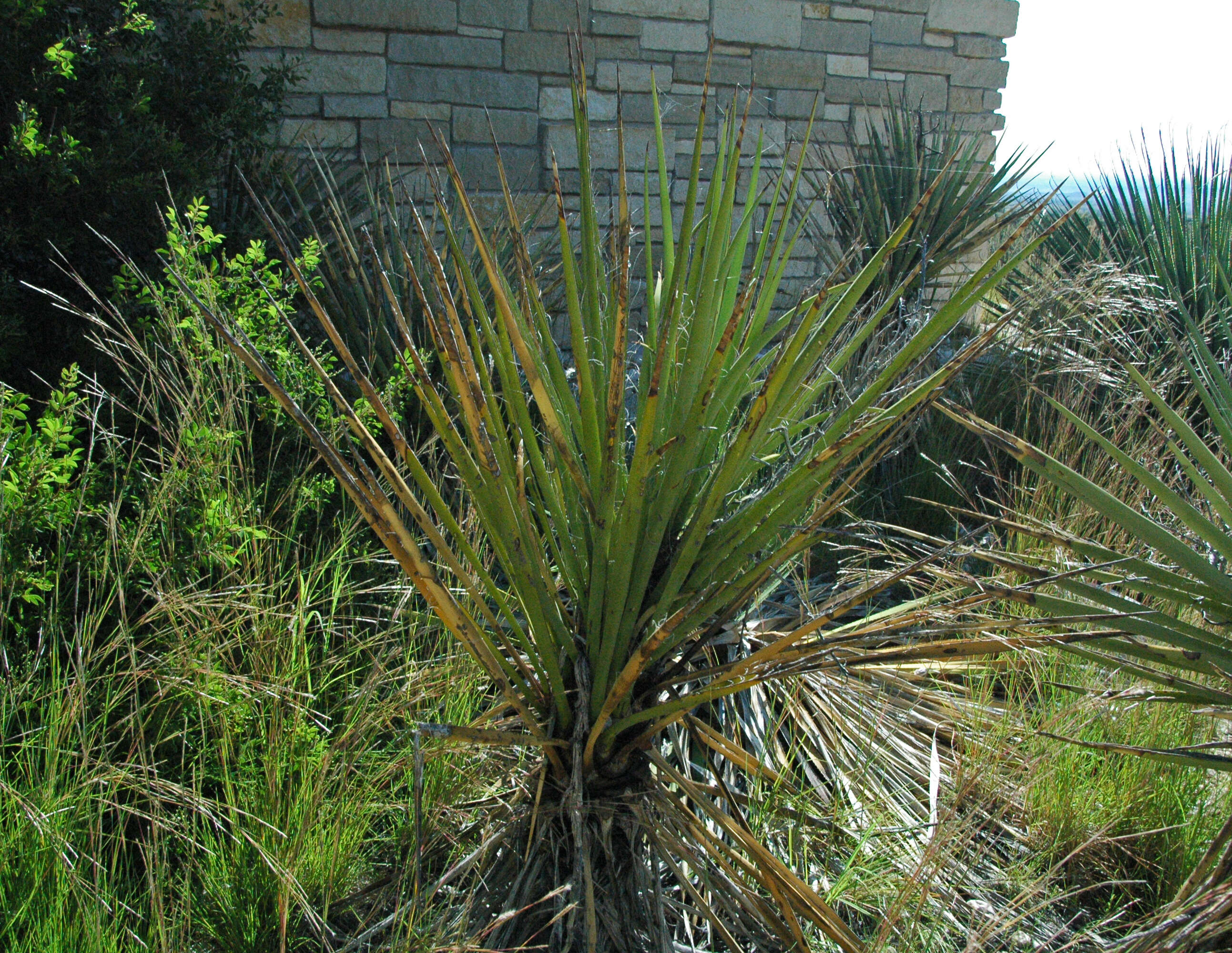 Yucca baccata Torr. resmi