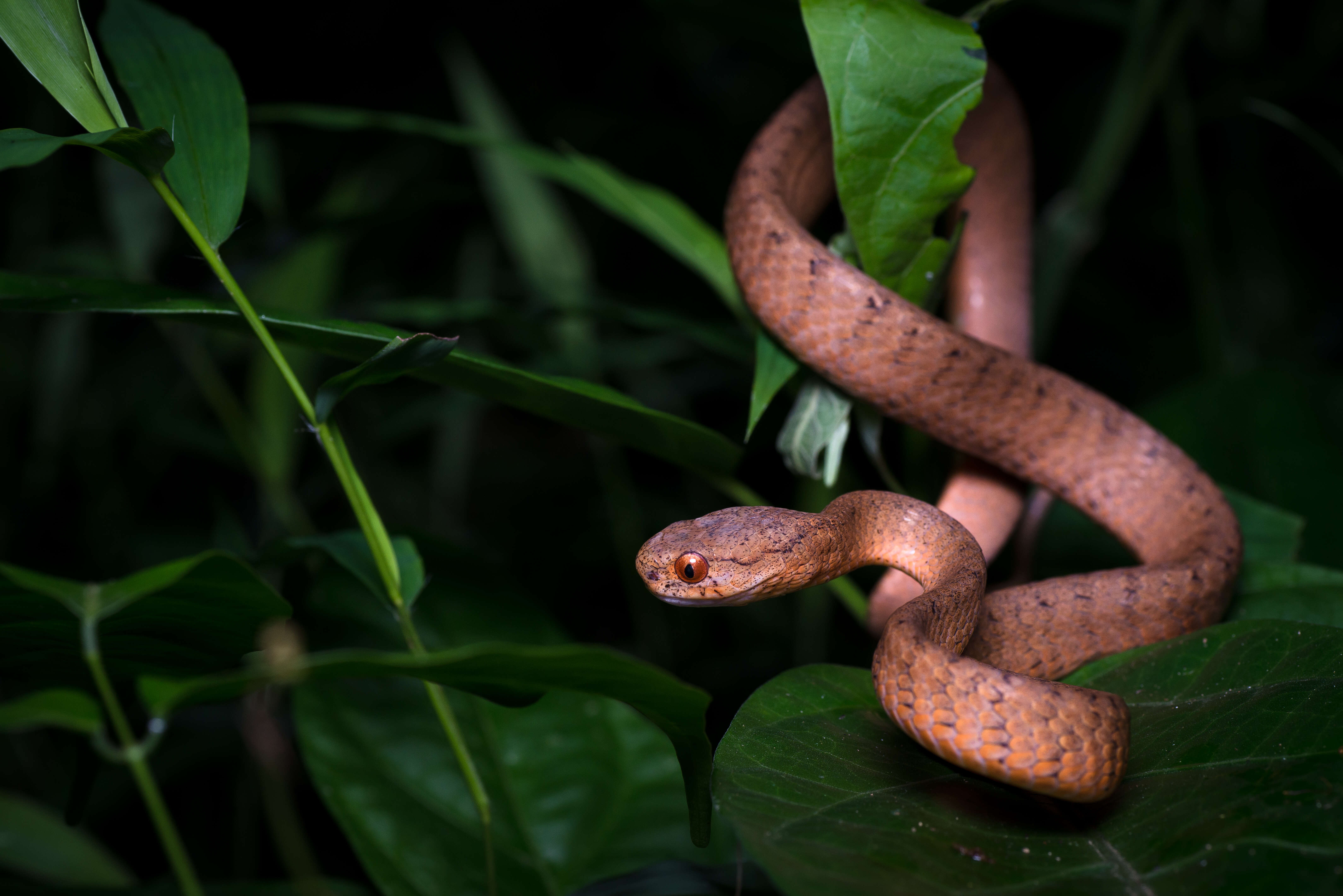 Sivun Pareas carinatus (H. Boie 1828) kuva