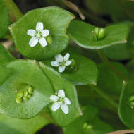 Image of Indian lettuce