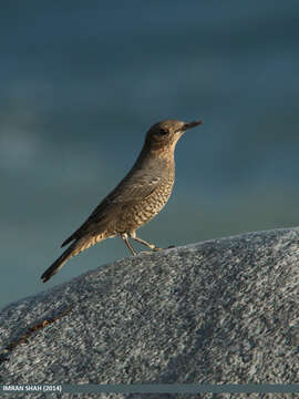 Plancia ëd Monticola solitarius (Linnaeus 1758)