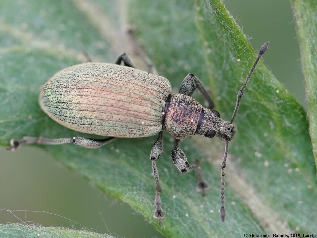 Image of Phyllobius (Metaphyllobius) pomaceus Gyllenhal 1834