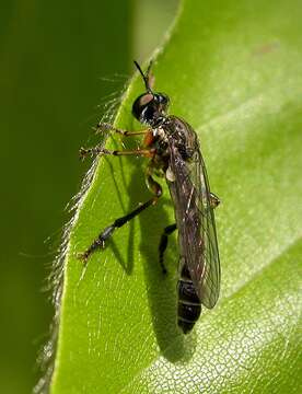 Image of Dioctria hyalipennis (Fabricius 1794)