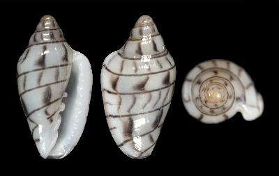 Image of Marginella mirandai Rolán & Gori 2014