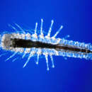 Image of Mictocaris halope