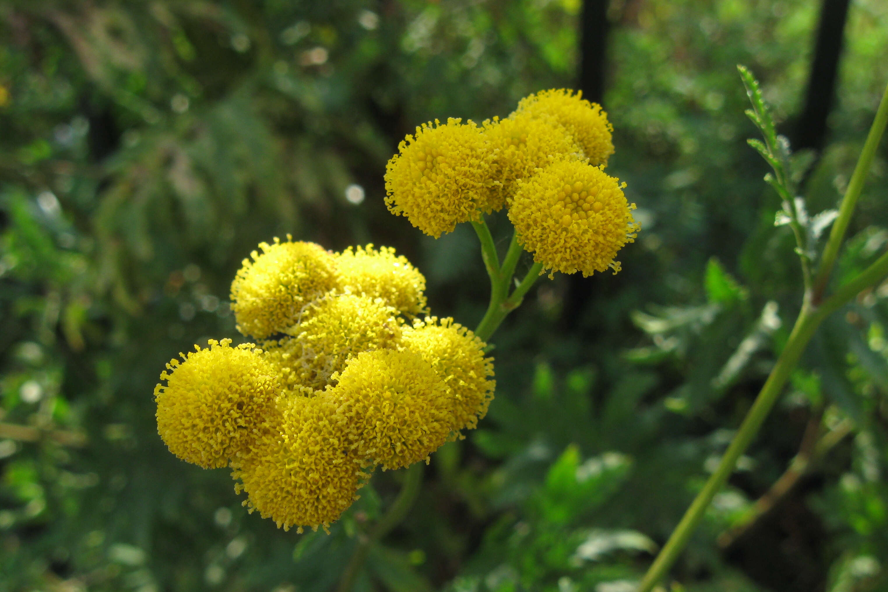 Image of common tansy