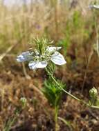 Nigella arvensis L. resmi