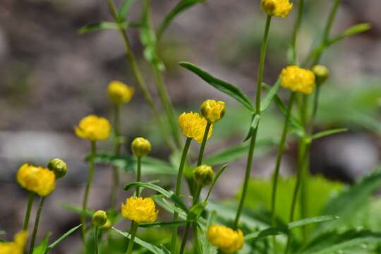 Image de Ranunculus cassubicus L.