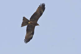 Image of Black Kite