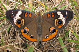 Image of Common buckeye