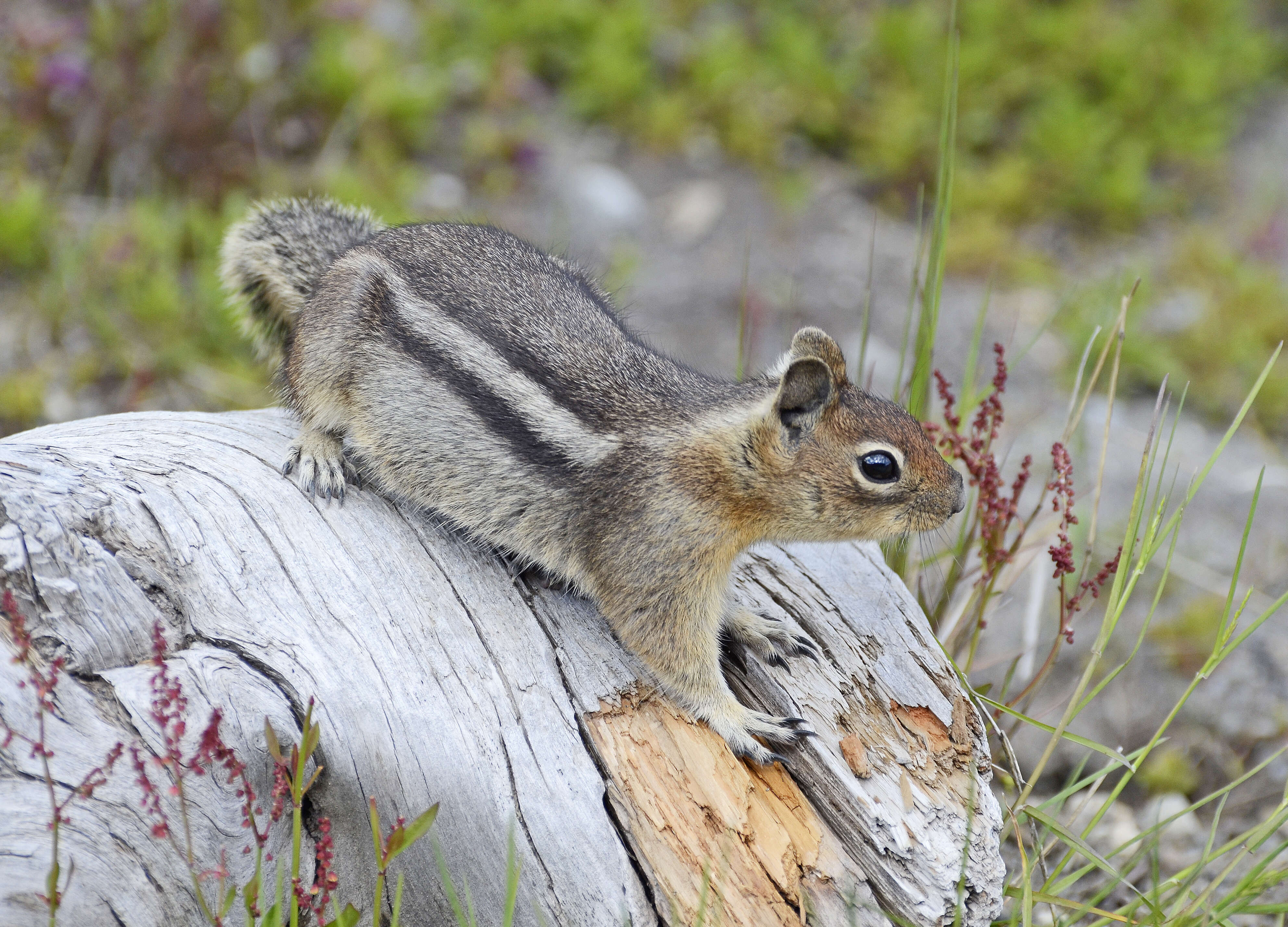 Callospermophilus Merriam 1897 resmi