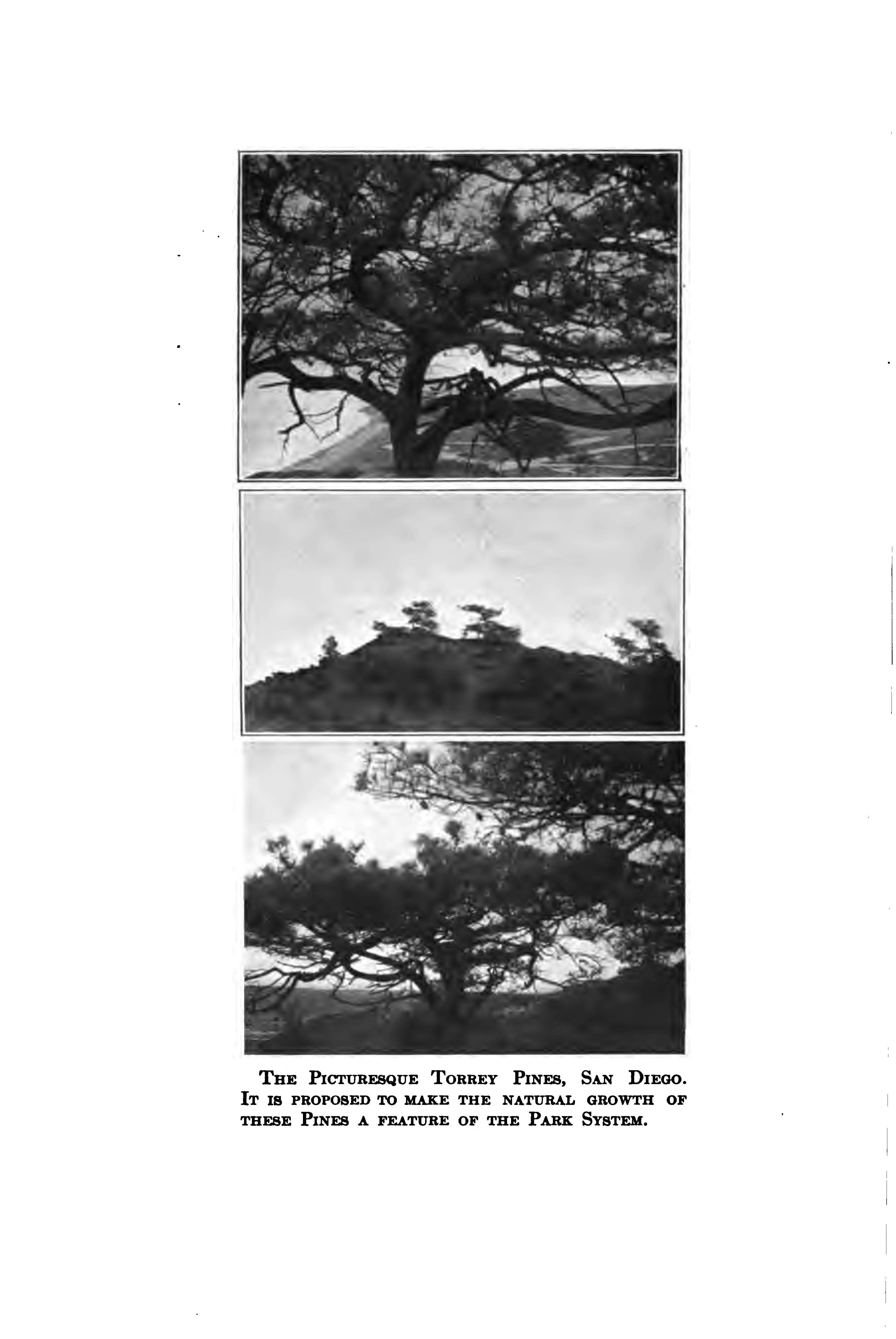 Image of Torrey pine