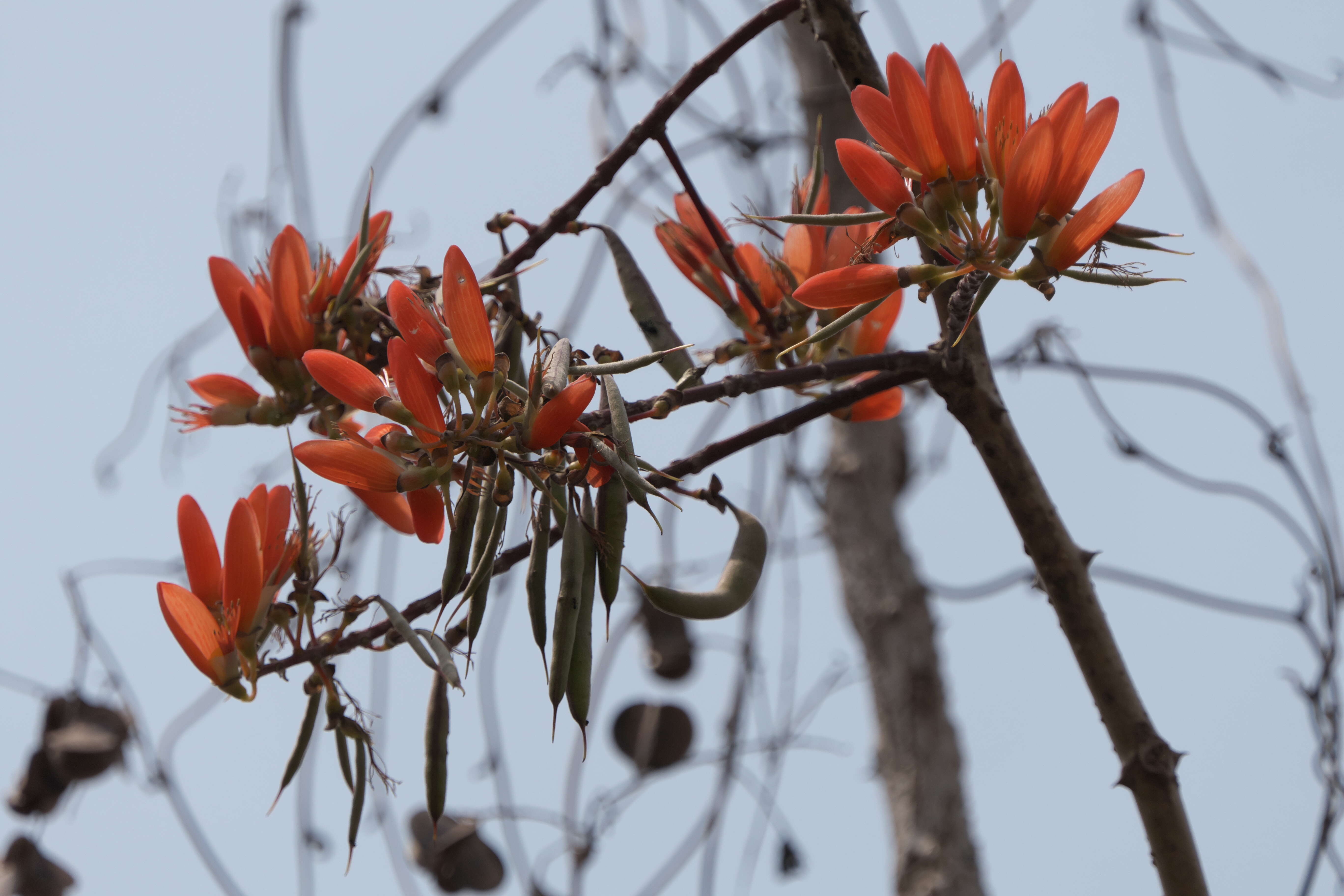 Image of Erythrina suberosa Roxb.