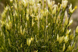 Image of Bailey's rabbitbrush