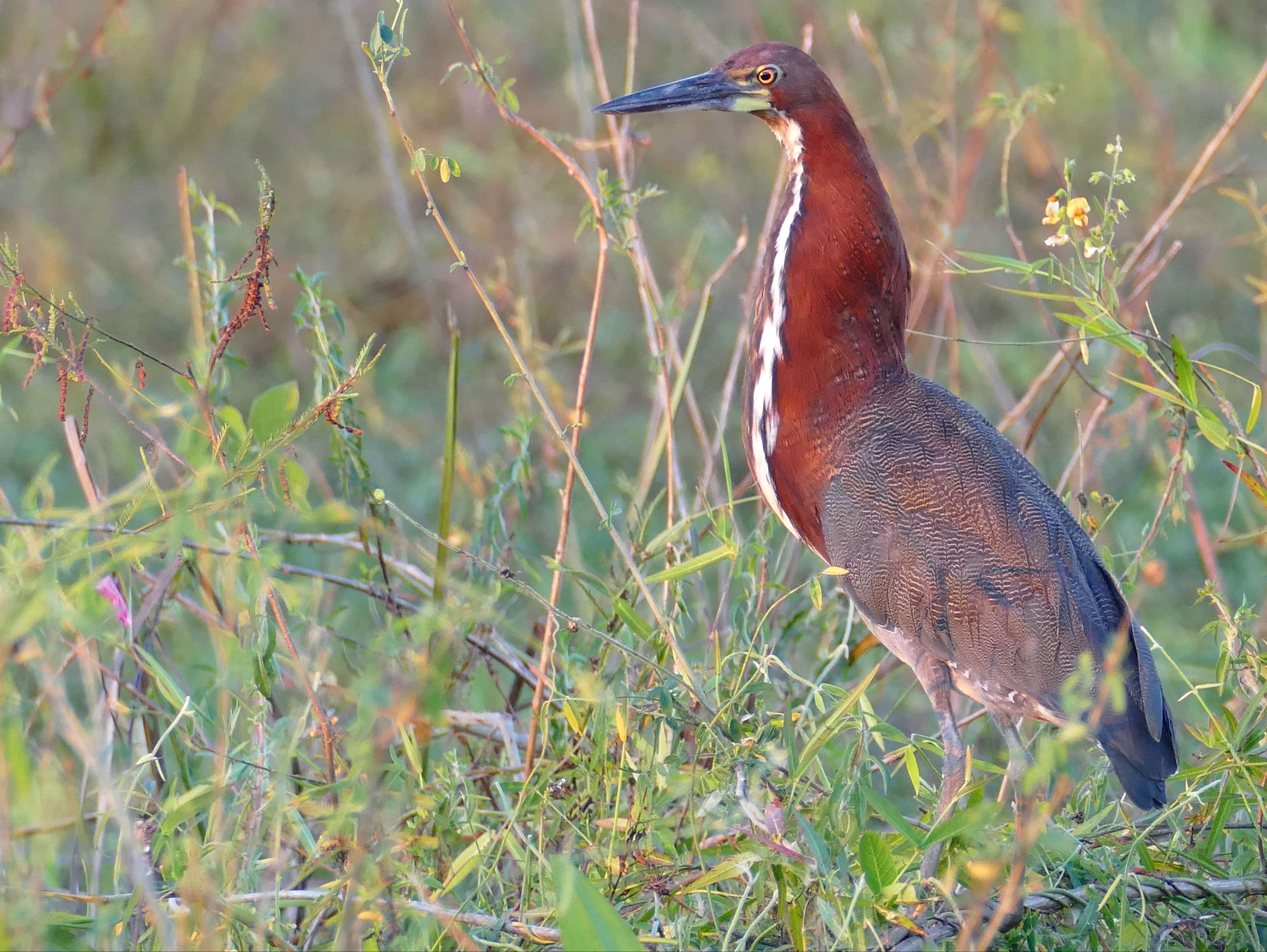 Image of Rufescent Tiger Heron