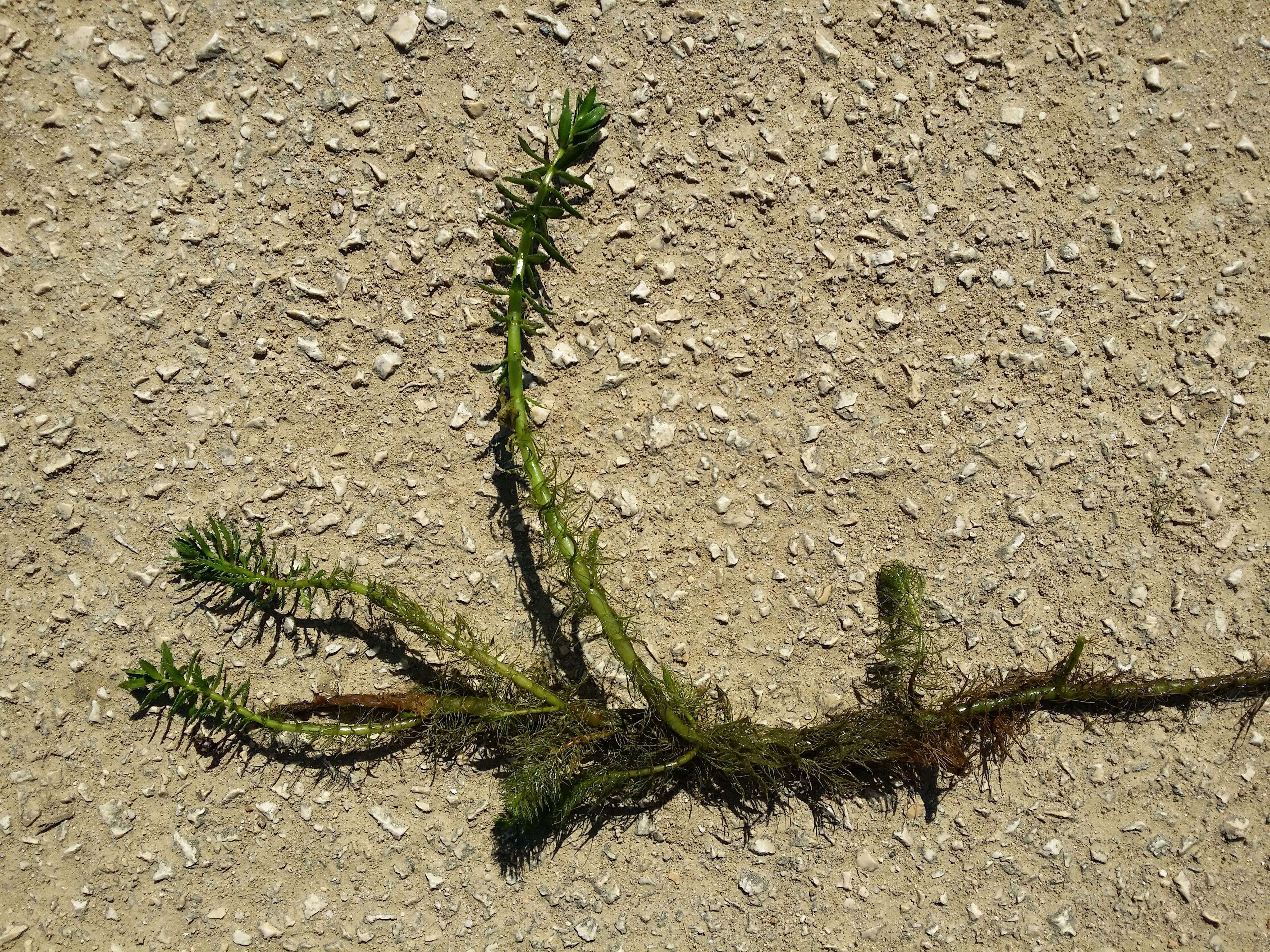 Image of twoleaf watermilfoil