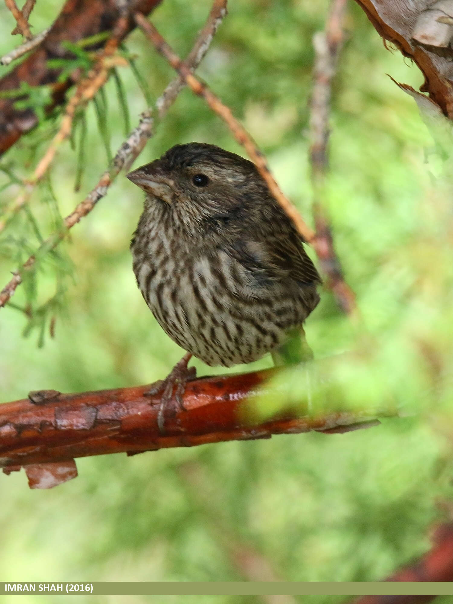 Plancia ëd Carpodacus rhodochlamys (Brandt & JF 1843)