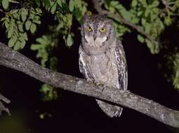 Image of Mantanani Scops Owl