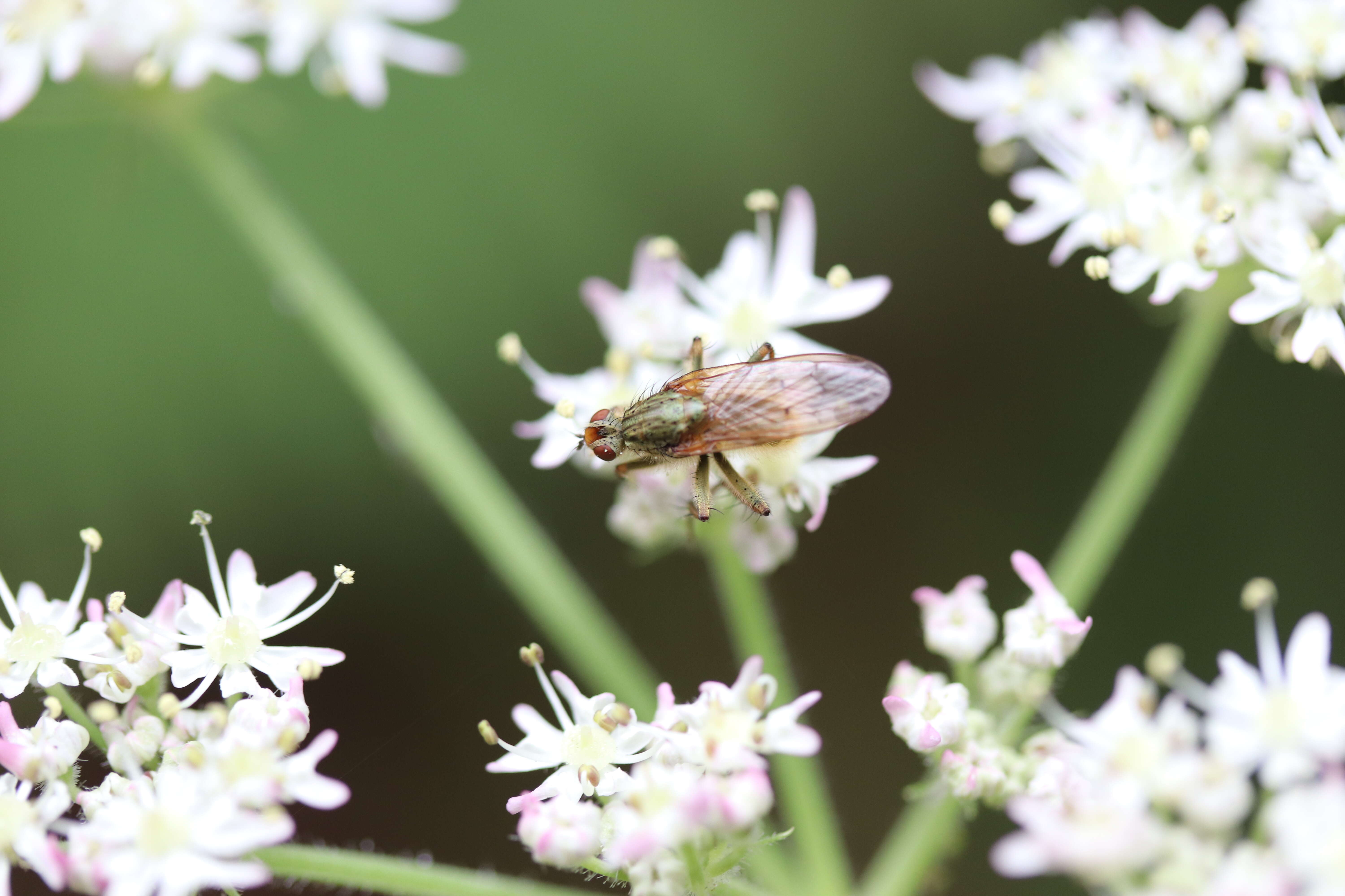 Image of Scathophaga stercoraria (Linnaeus 1758)