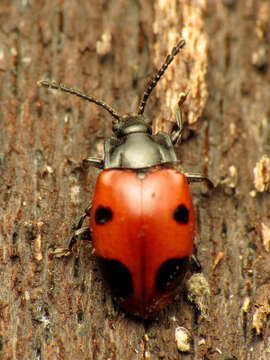 Image of Endomychus biguttatus Say 1824