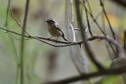 Image of Golden-crowned Kinglet