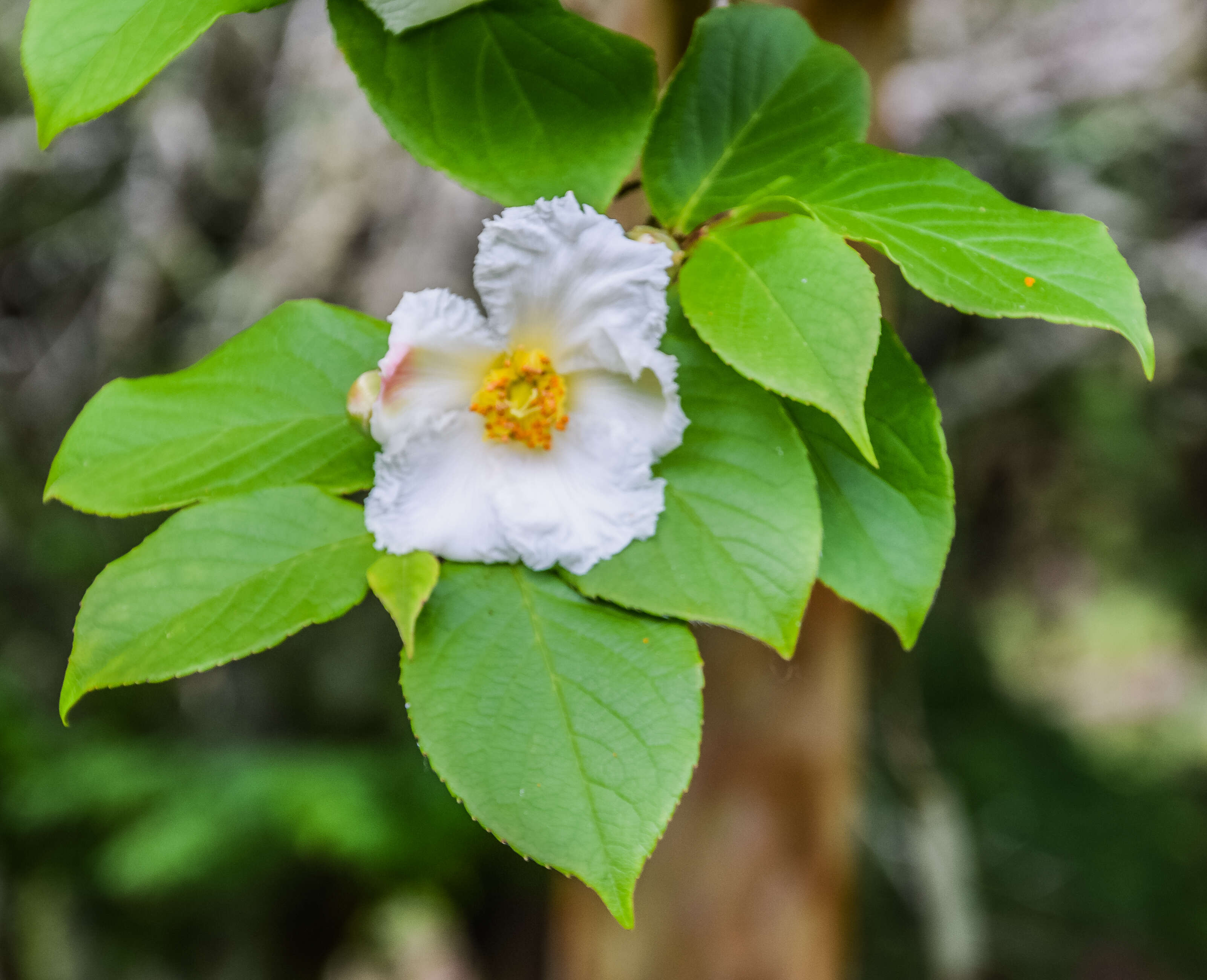 Imagem de Stewartia pseudocamellia Maxim.