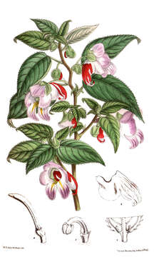 Image of Impatiens psittacina Hook. fil.