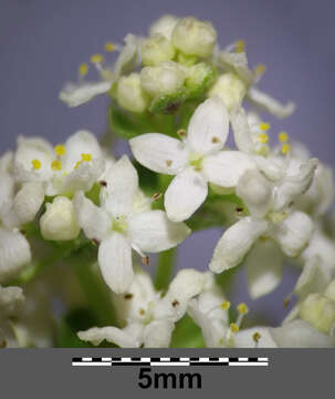 Imagem de Galium boreale L.